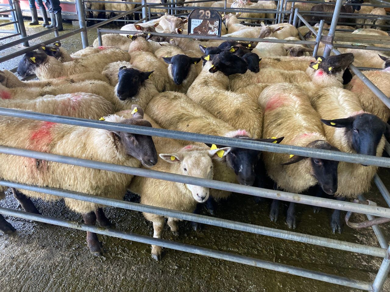 Sheep trade: Base prices for lambs at €6.00-6.05/kg