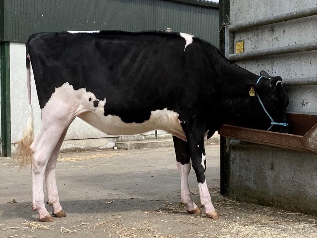 Dalevalley Sky High Protein sale achieves top price of 10,200gns