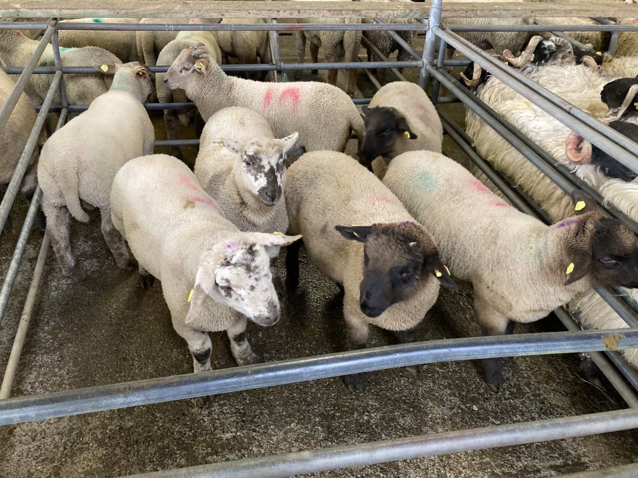 Spring lamb making €8.30/kg as strong demand drives trade