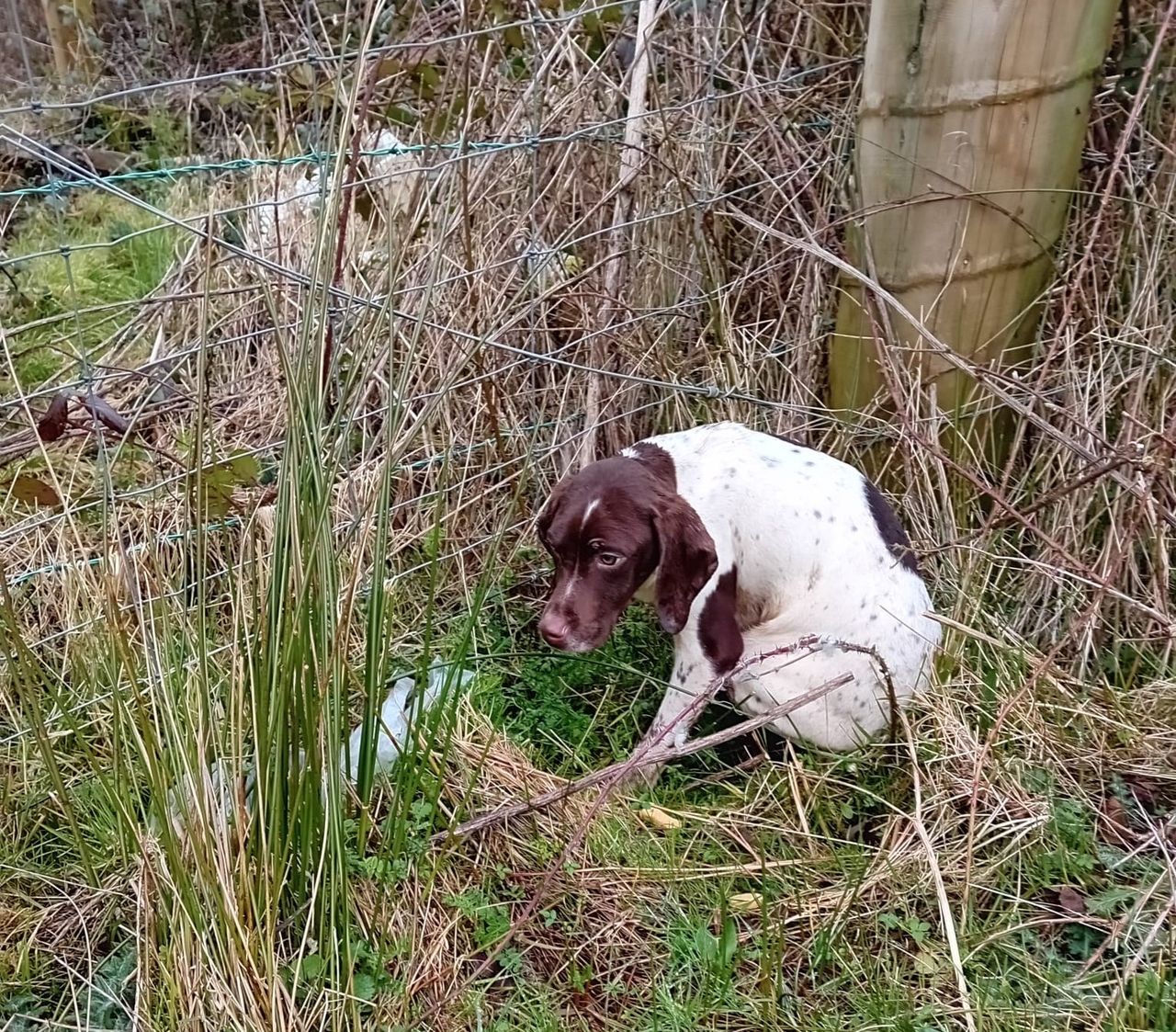 ISPCA rescues 5 puppies after 'illegal dumping' across Longford