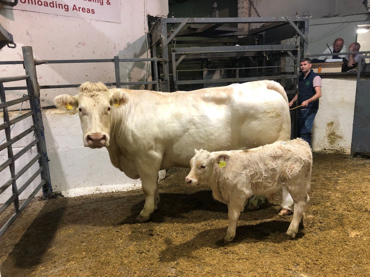 Sionhill dispersal sale: Top call of €4,560 for cow-calf pairing
