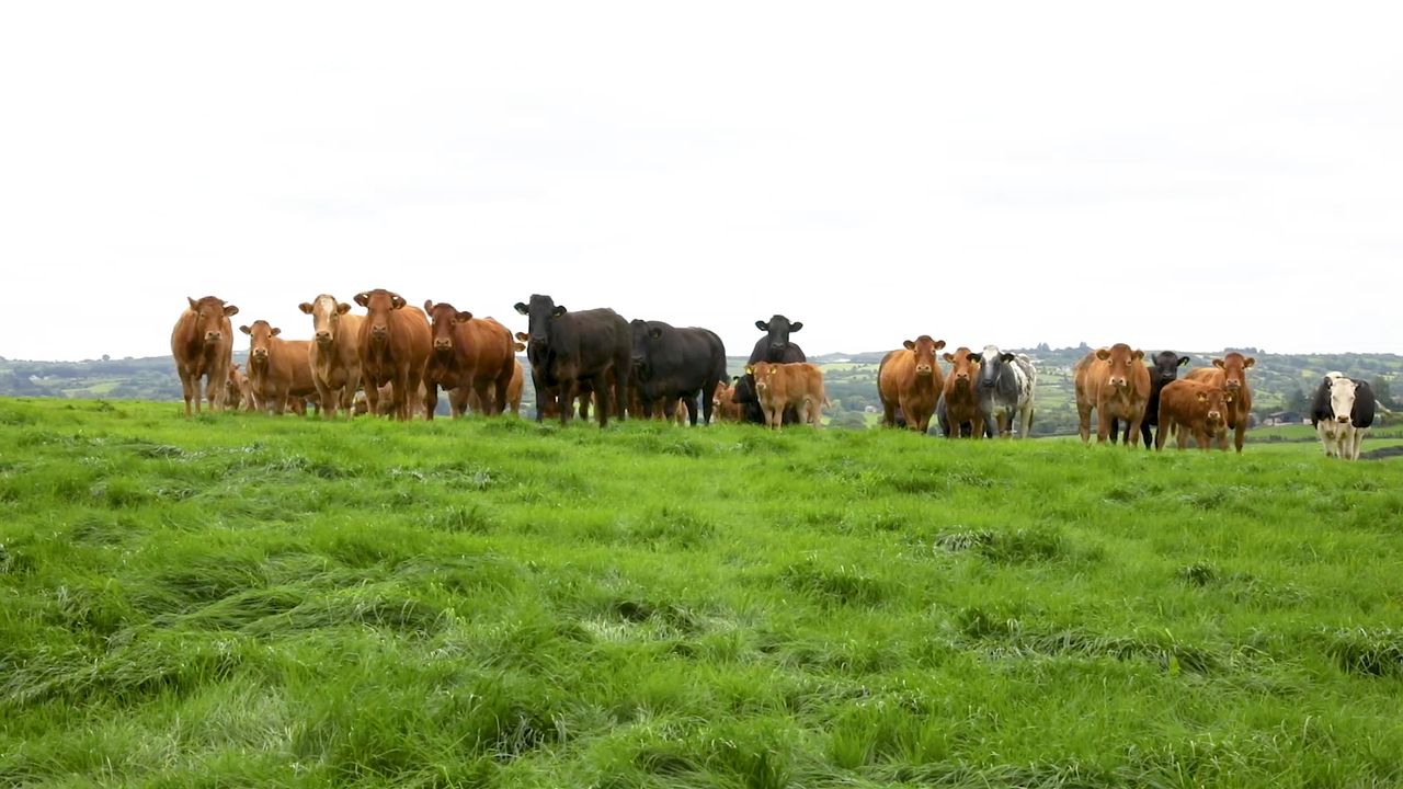 INHFA to meet EU Commission to ask for suckler supports