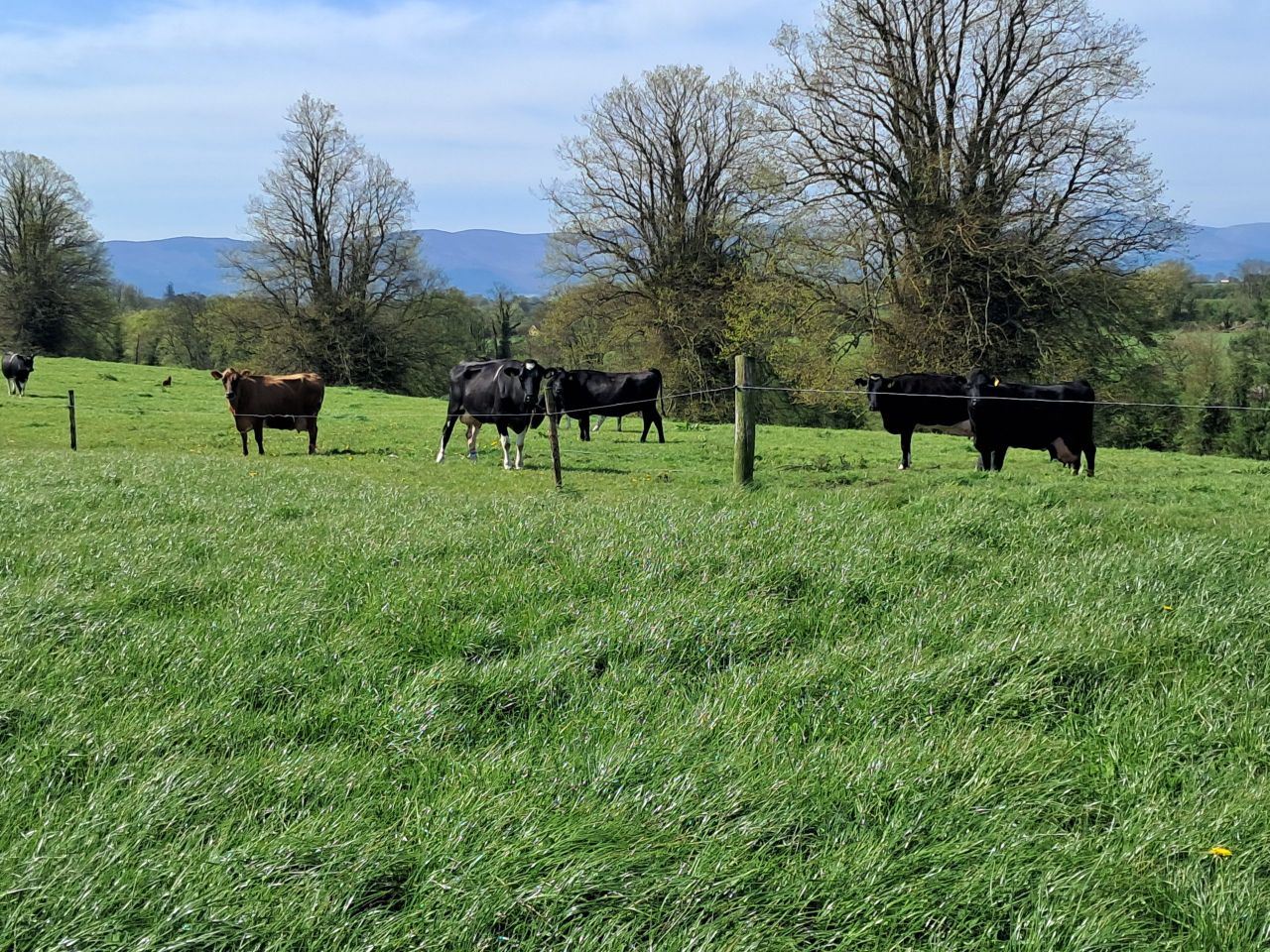 How does grass dry matter affect grazing plans?
