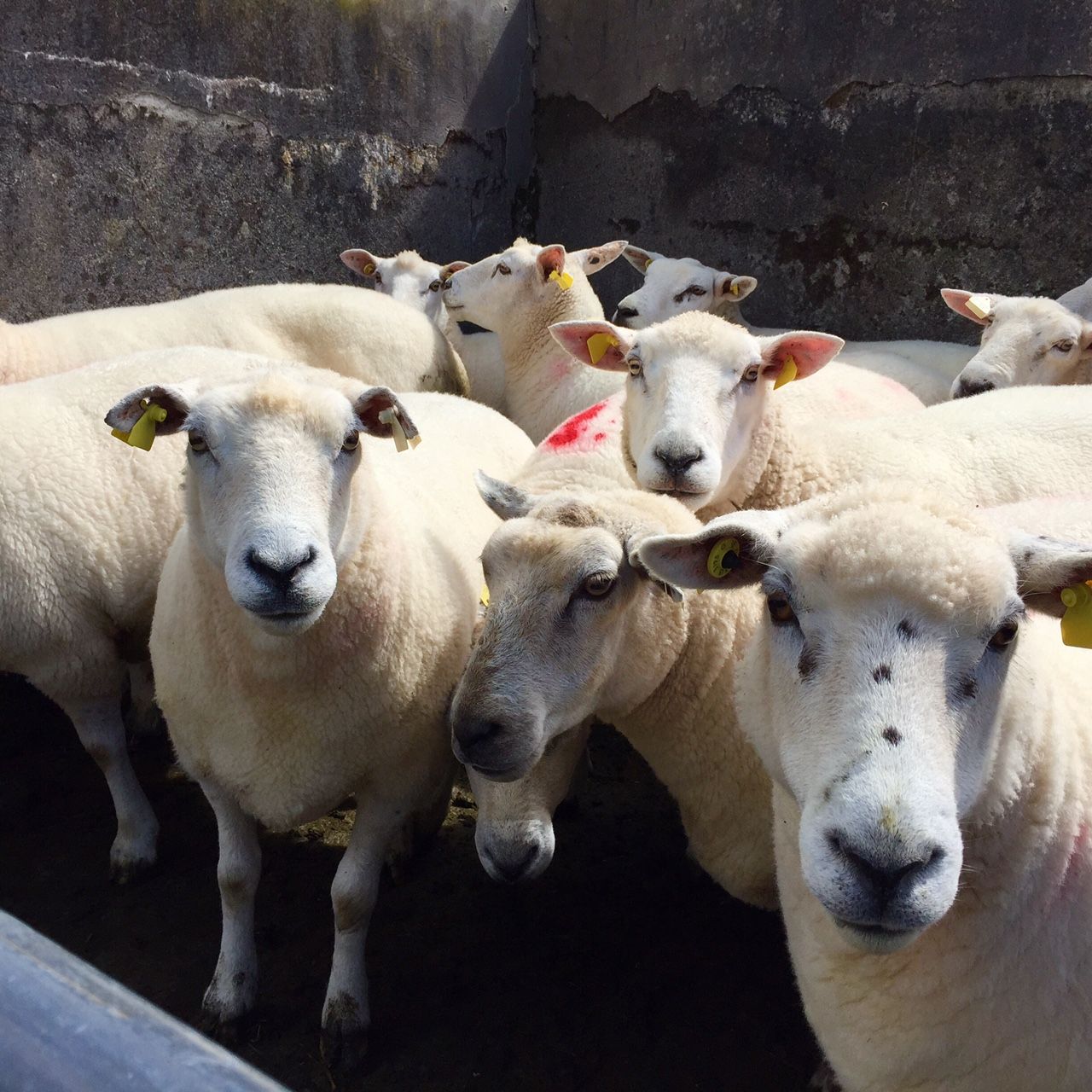 EU sheepmeat production set to increase by 3%