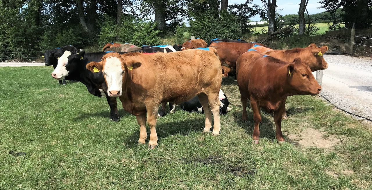 Managing replacement heifers and reaching target weights at mating