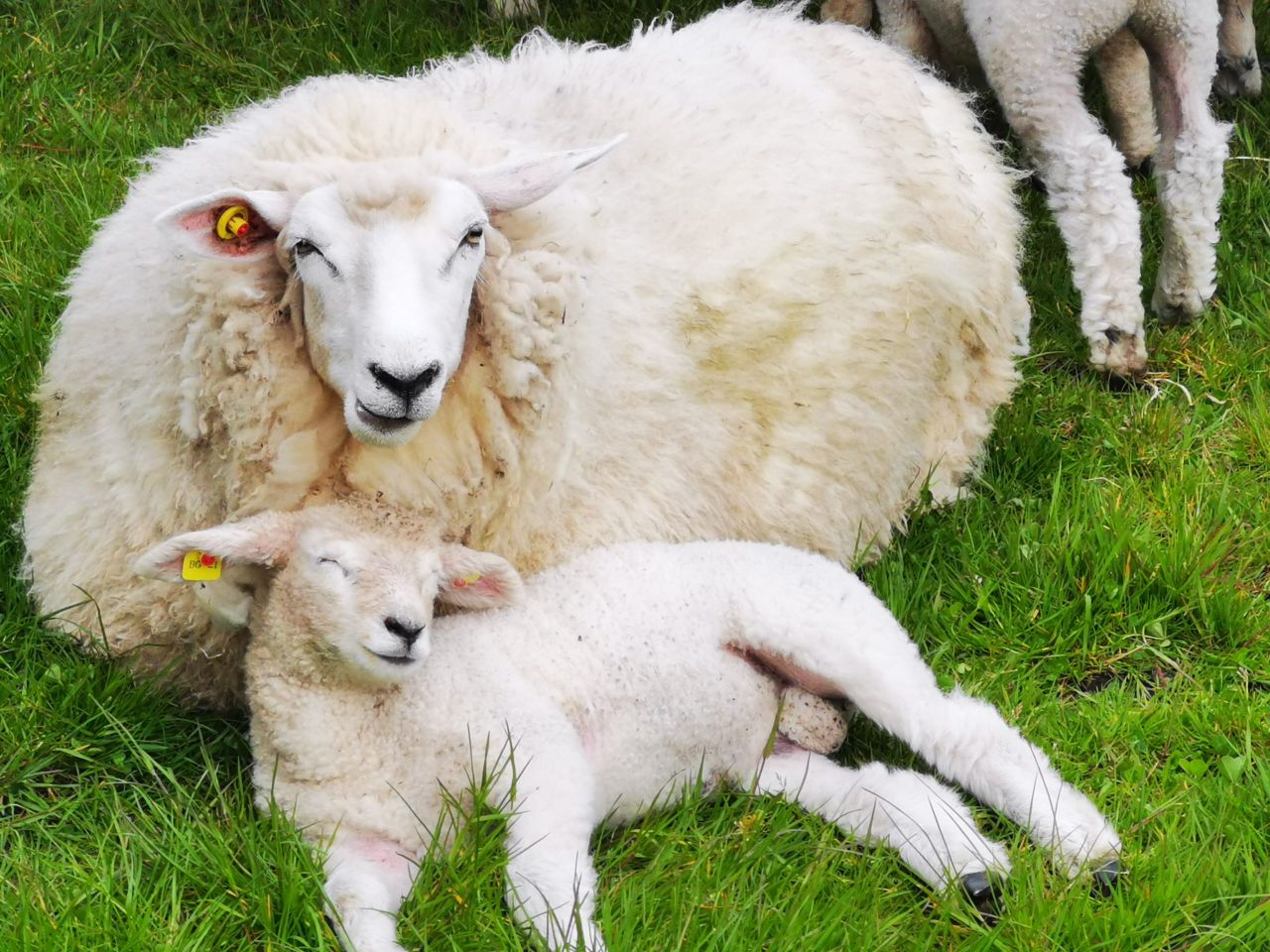Donegal Yarn secured as wool group's first customer