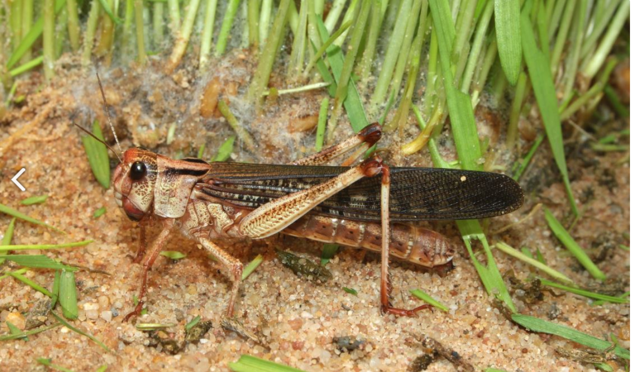 Crop-eating locust population in the east 'could explode 400-fold'