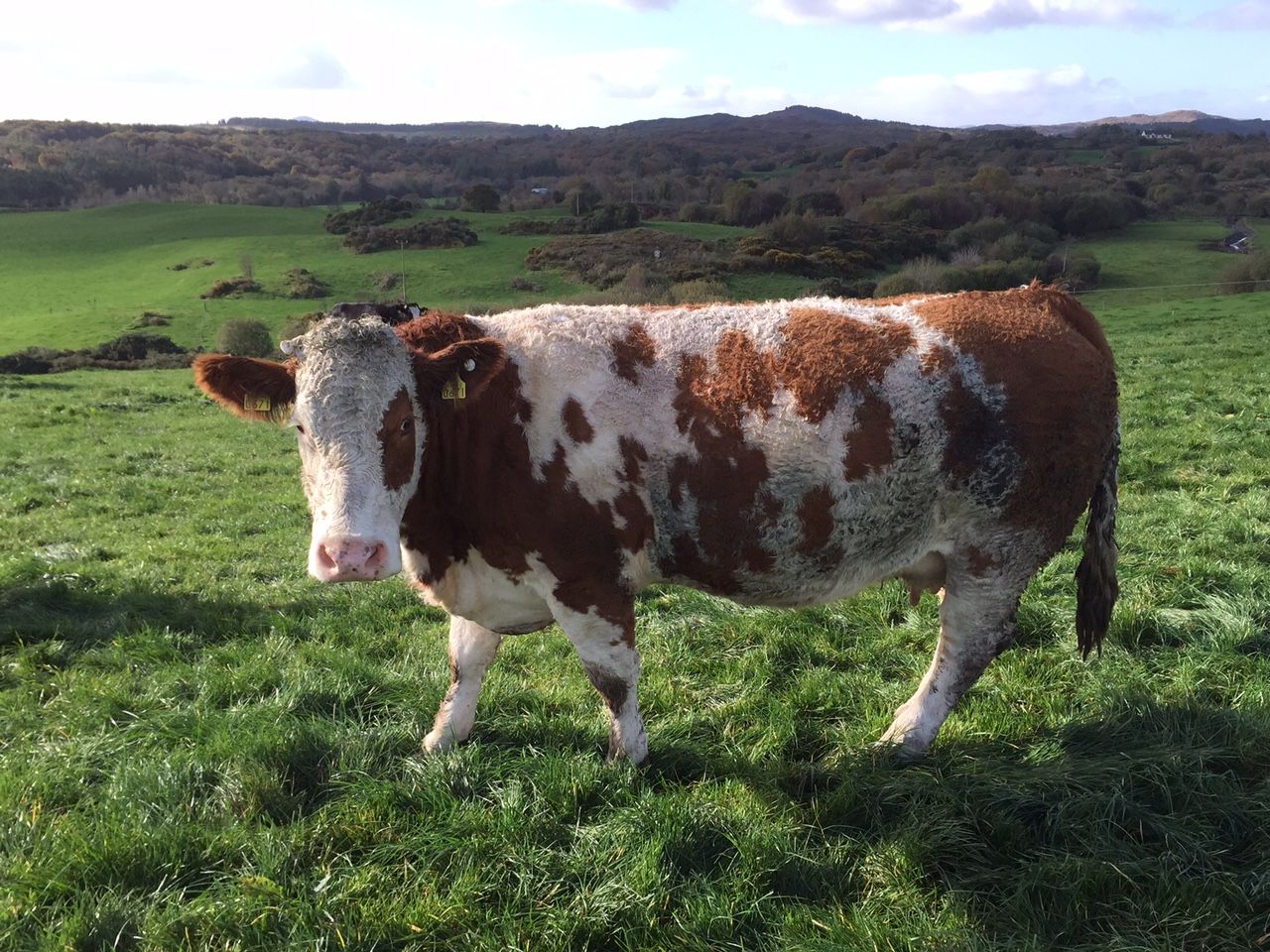 Imports of cull cows from Northern Ireland up 11% this year - LMC