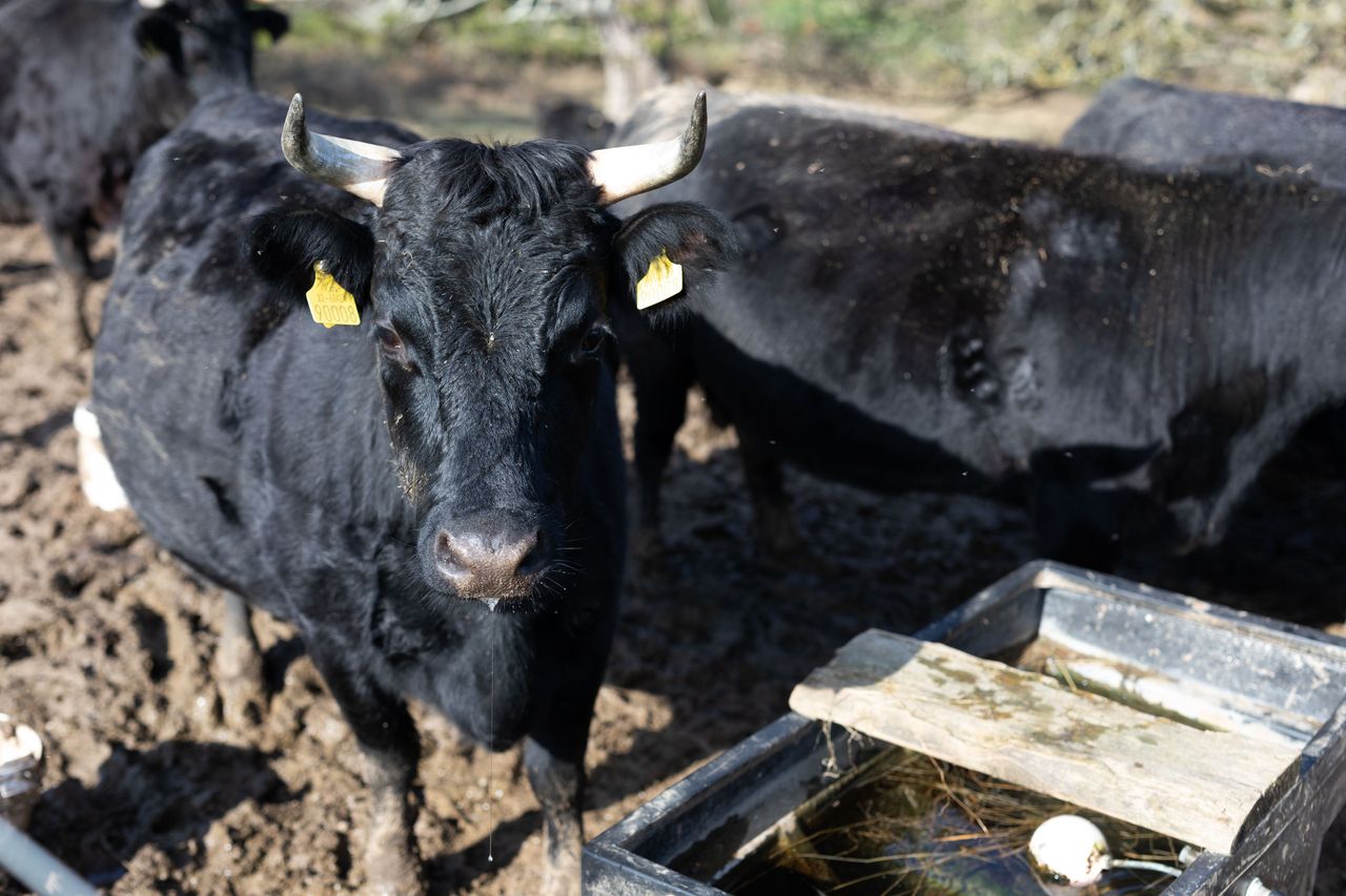 Farm Focus: Organic Dexters, pigs and tillage in Slane