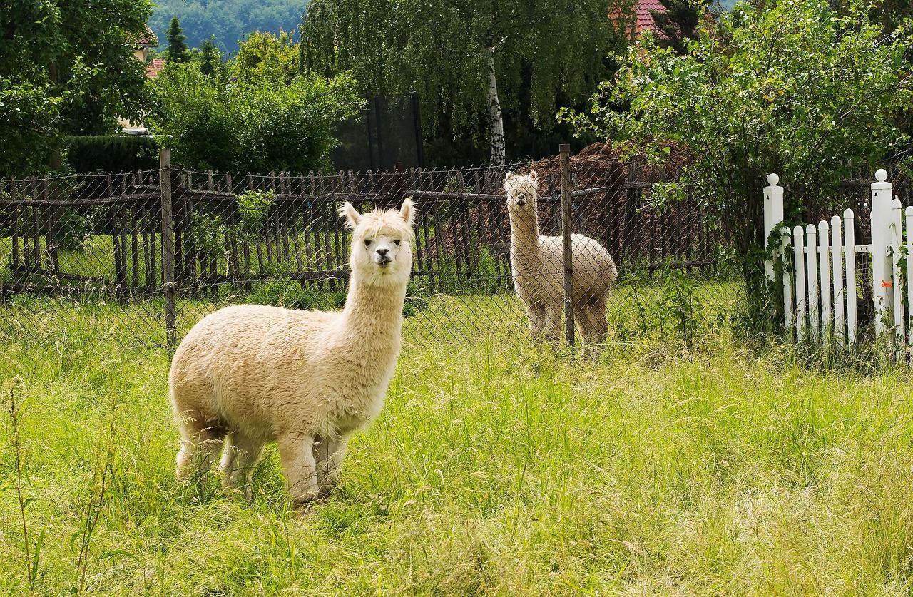 Fleming: Funding guard alpacas could reduce dog attacks