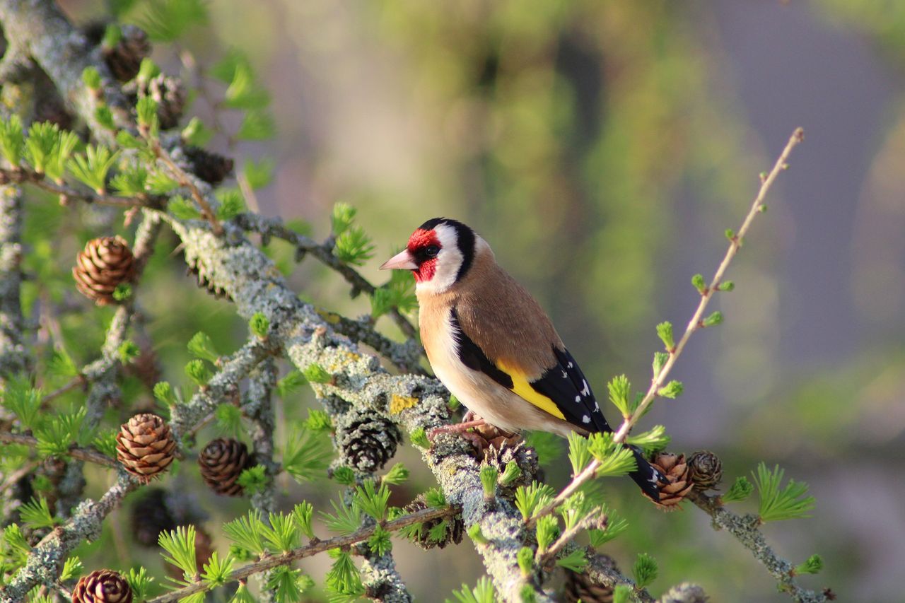Minister Noonan to pursue establishment of a Wildlife Crime Unit next year