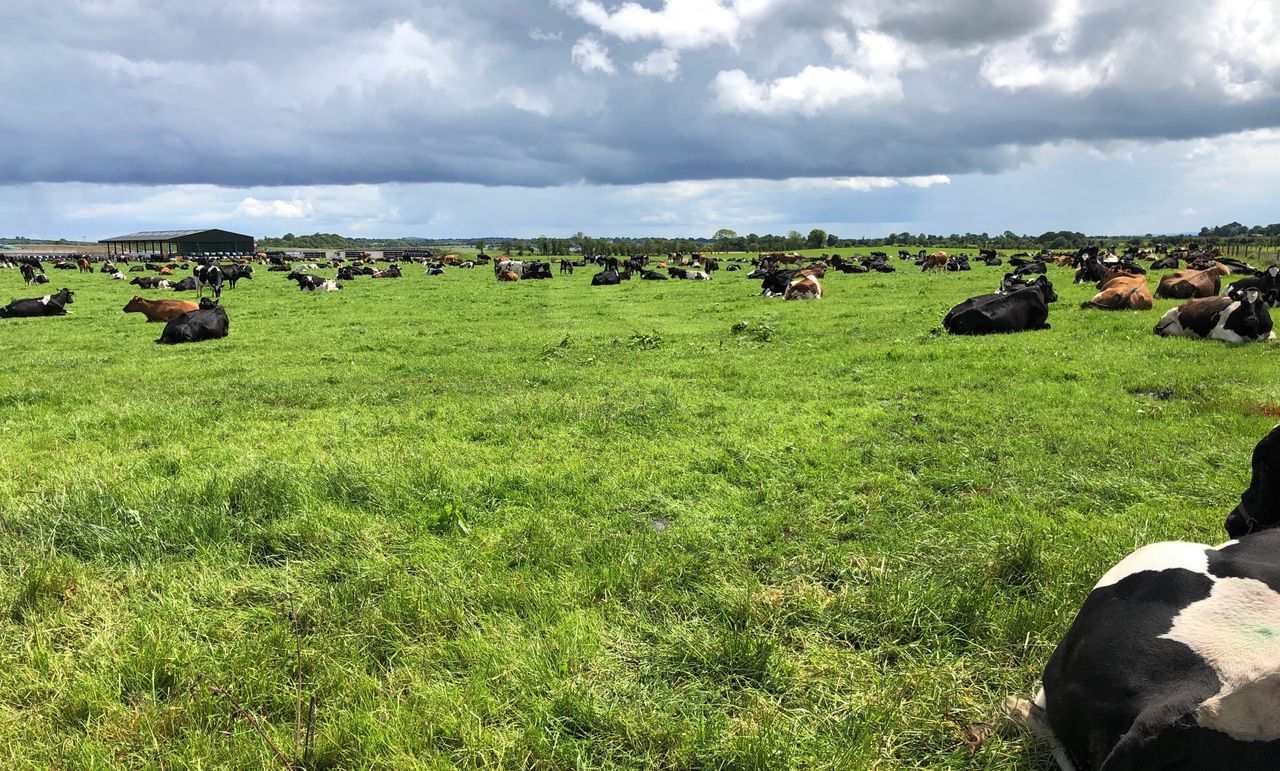 Dairy focus: From beef farming in Scotland to dairy farming in Co. Westmeath