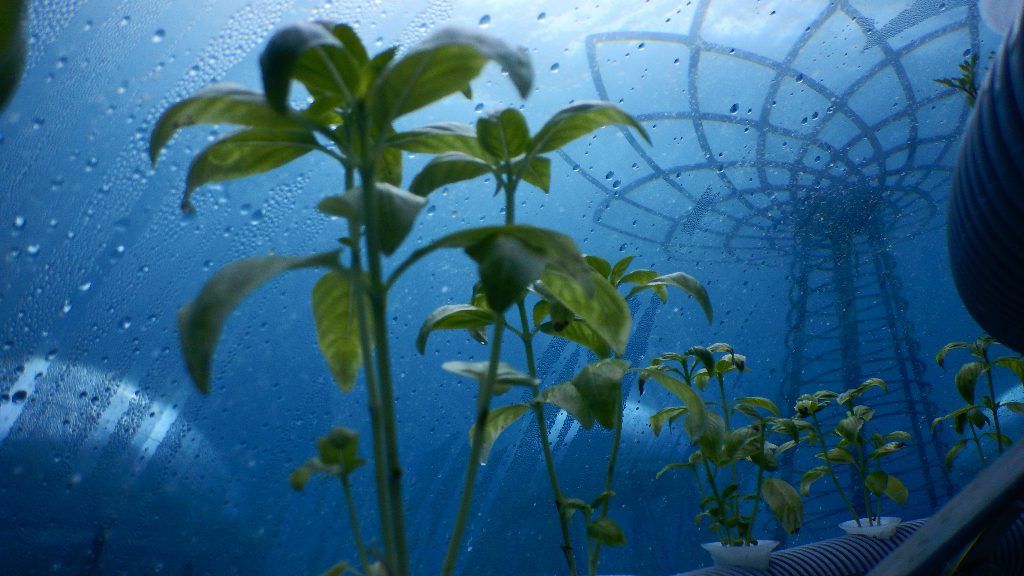 Video: Fancy some vegetables grown underwater?