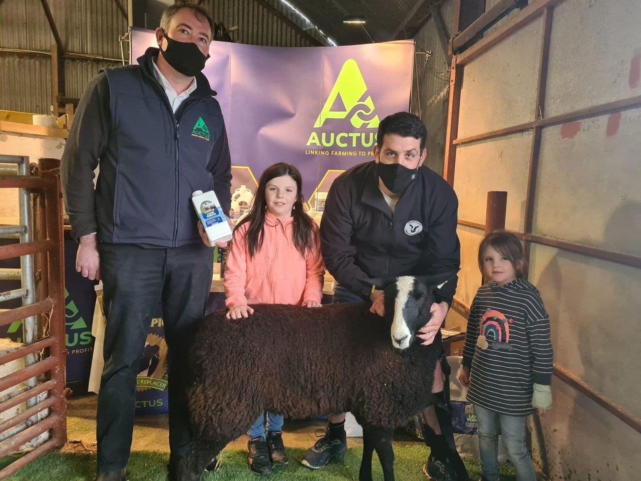 Ewe lambs come out on top at Zwartbles Eíre sale