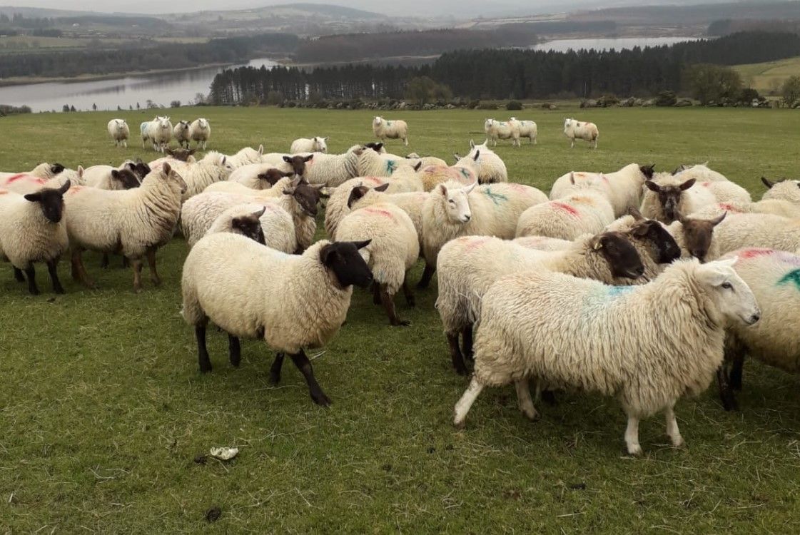 176 sheep stolen from Wicklow lands last year - Gardaí