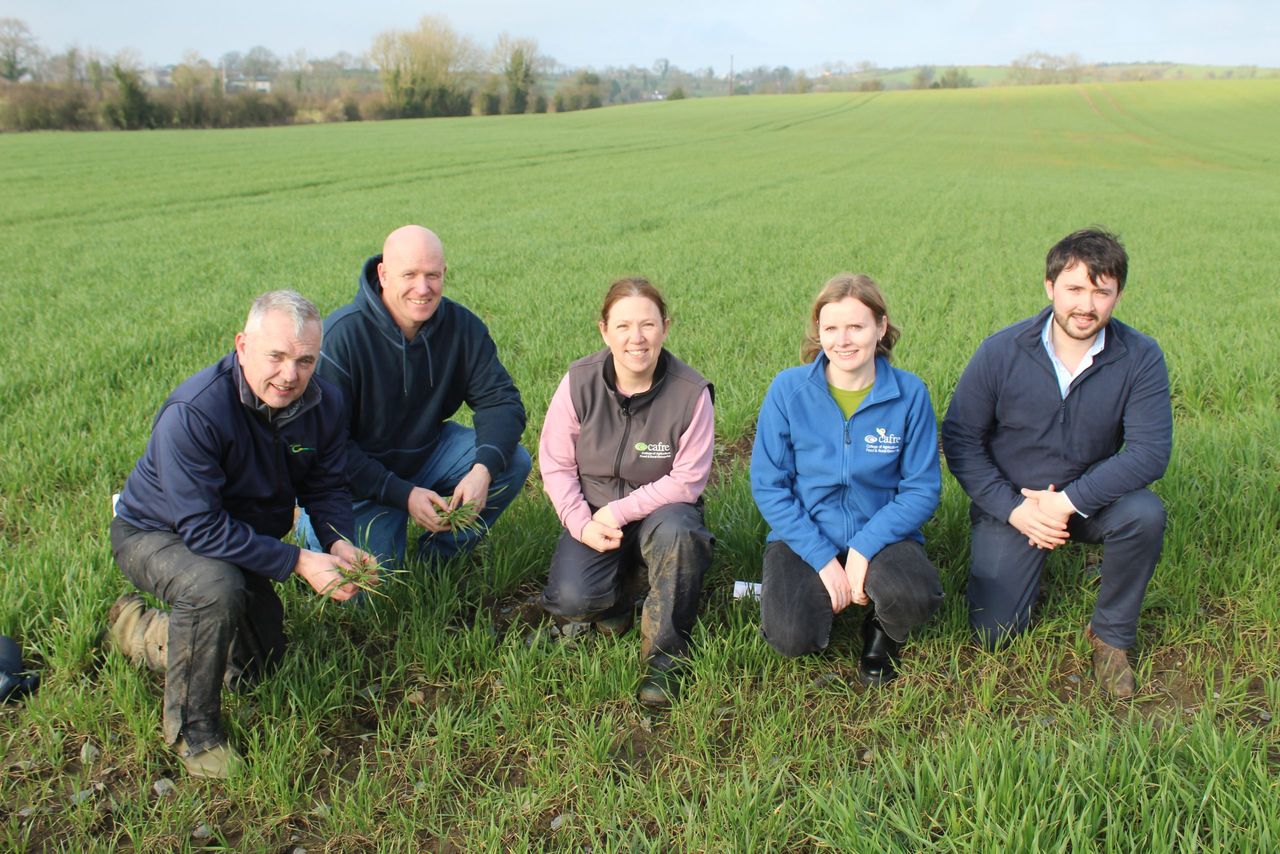 Winter wheat crops well advanced in Co. Down
