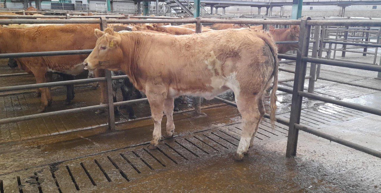 450kg Charolais-cross heifer hits €3,200 (€7.11/kg) at Ennis Mart