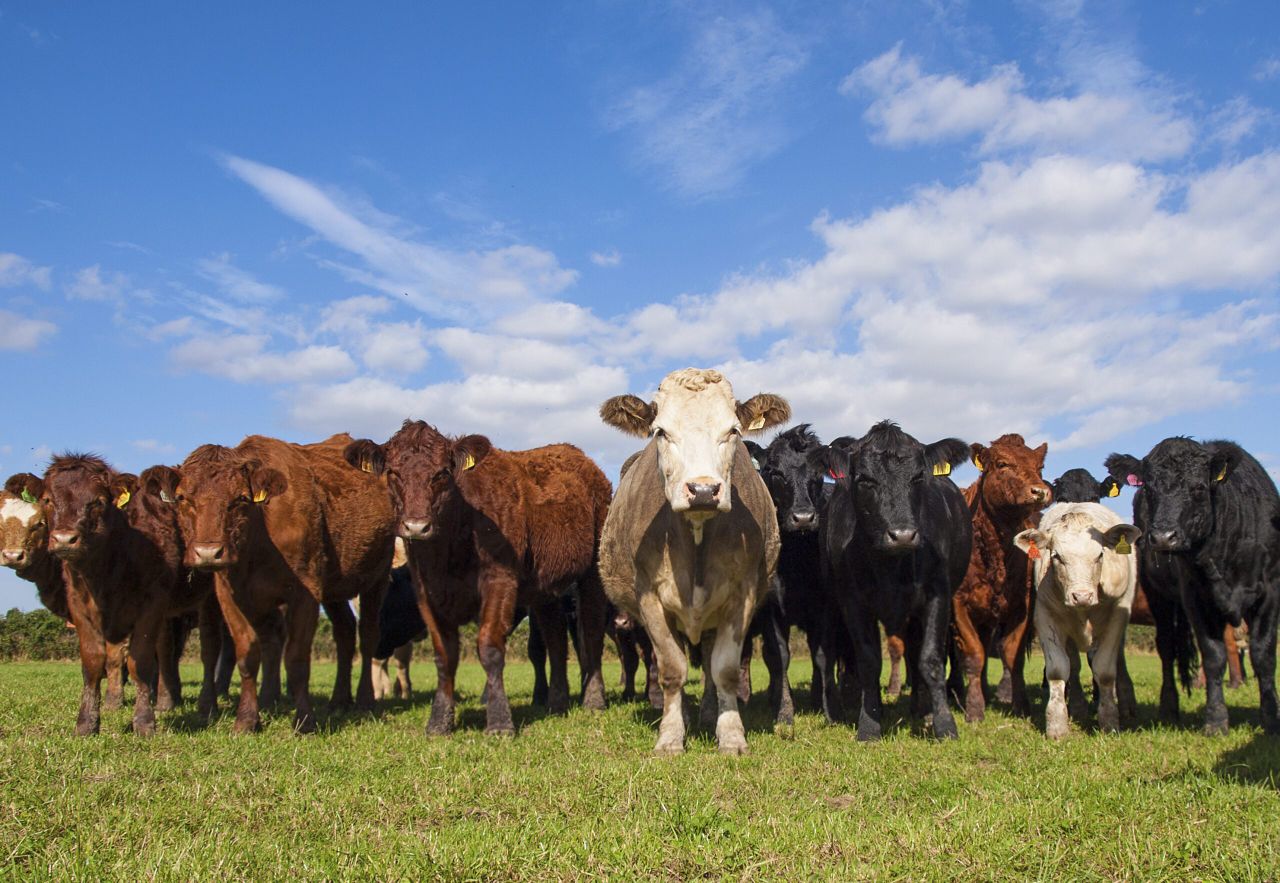 France confirms case of of BSE in 5-year-old cow