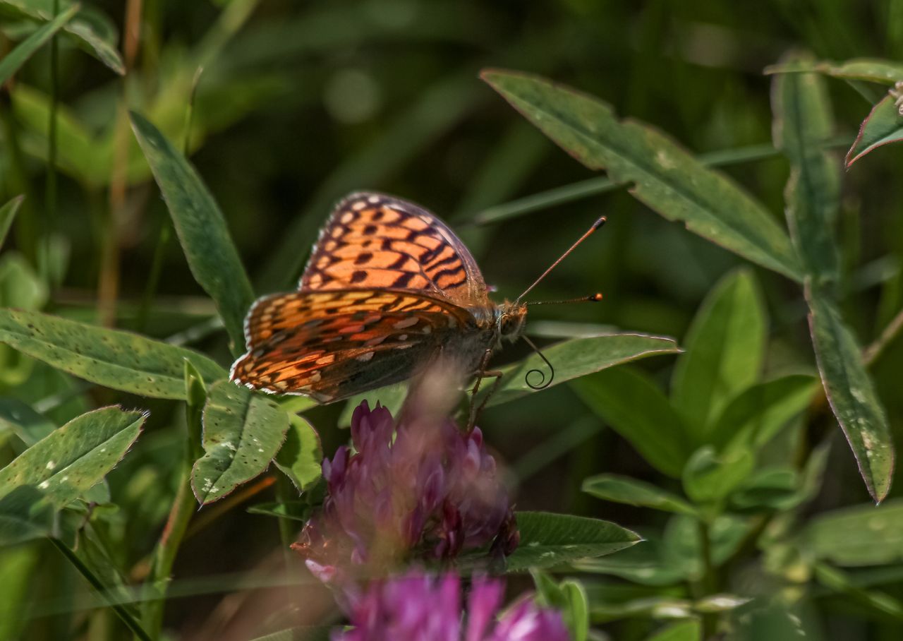 Biodiversity project increases rare butterfly numbers at wind farm