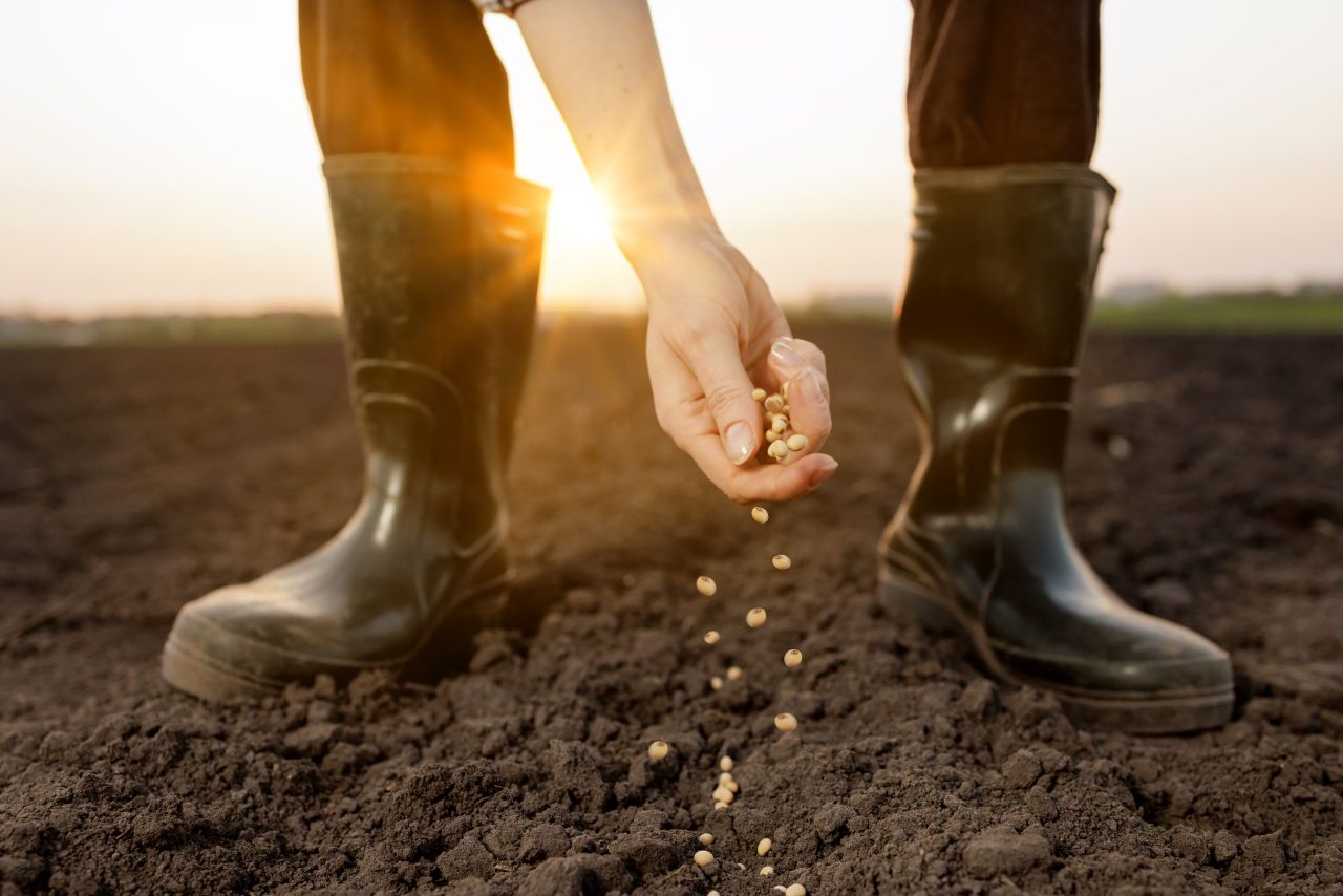 New legal report reveals seed network potential for Irish farmers
