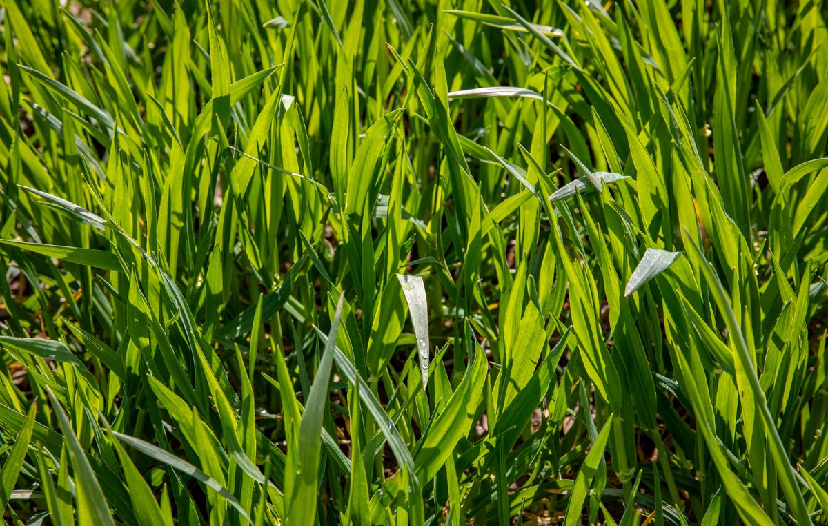 Winter crops looking well so far in most areas