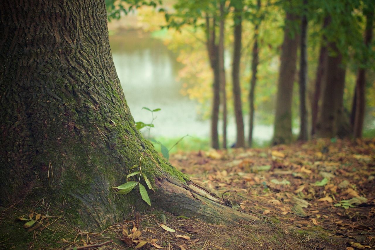 Ireland needs new 'national forestry authority' - Boyhan