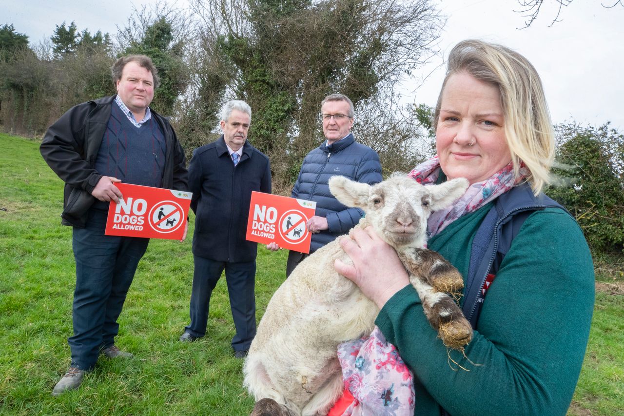 'No dogs allowed' campaign calls for action on livestock attacks