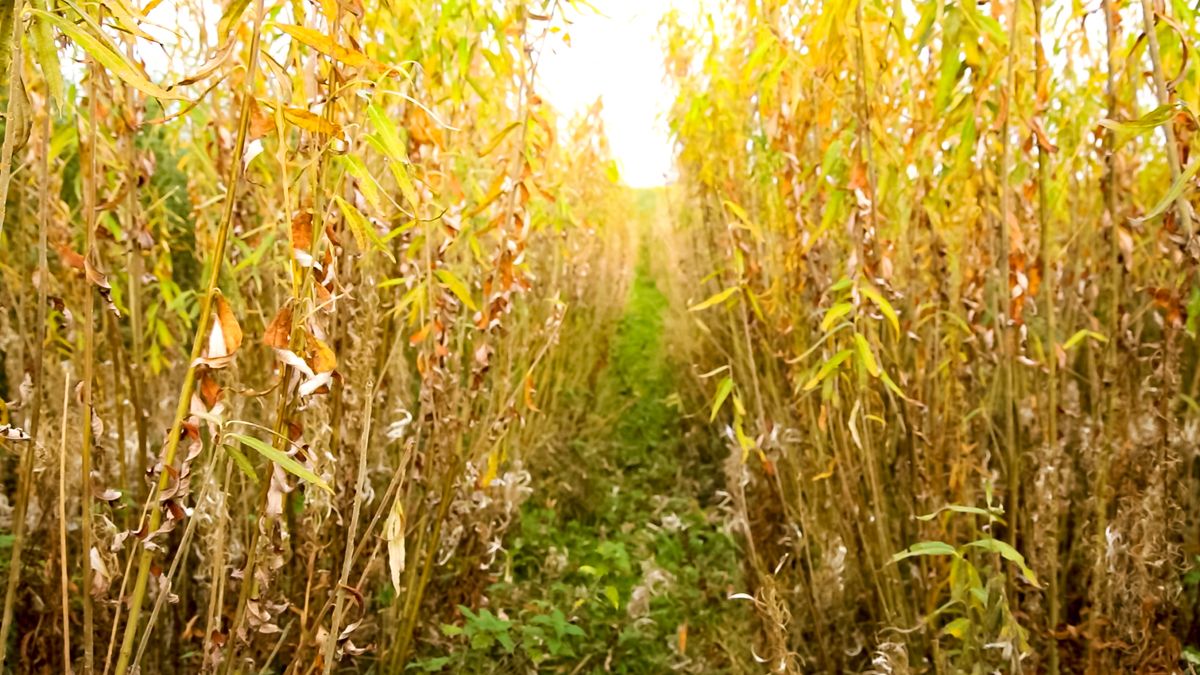 TD calls for support of biofuel production using farmland