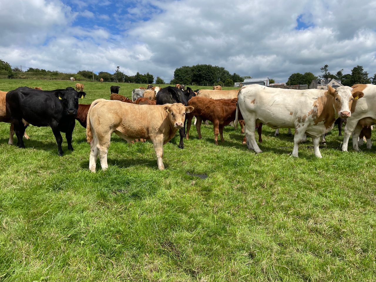 Recording weights for SCEP: What farmers need to know
