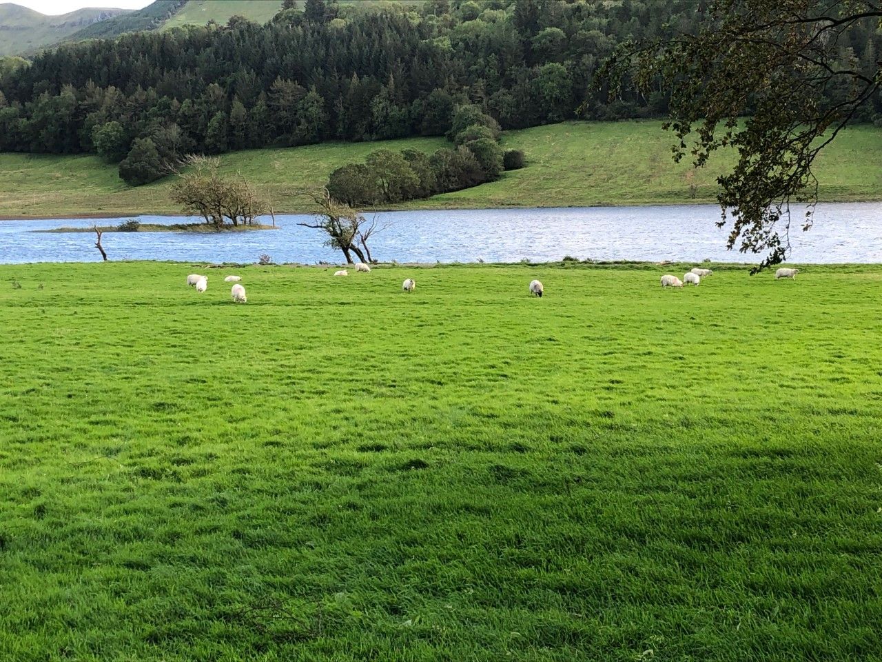 How can farmers reduce the incidence of liver fluke in sheep?