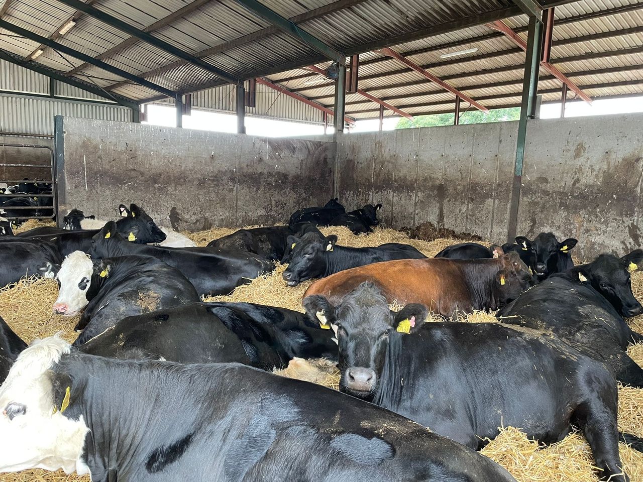 ABP Demo Farm: What weight are cattle housed at for finishing?