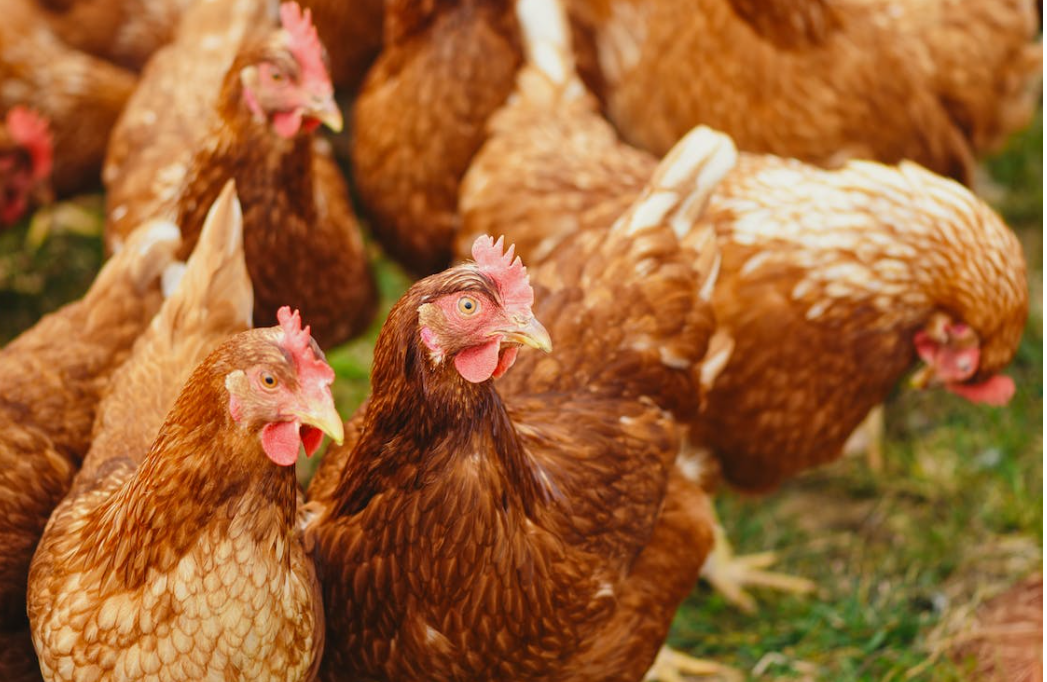 Farmers warned bird flu arriving earlier this season with 'greater intensity'