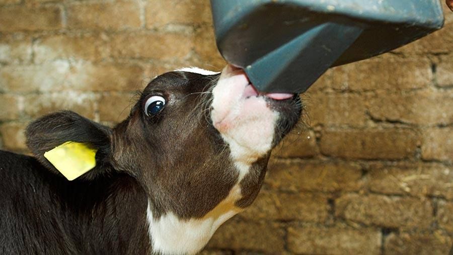 Calf Rearing 2026 Series: Always opt for quality