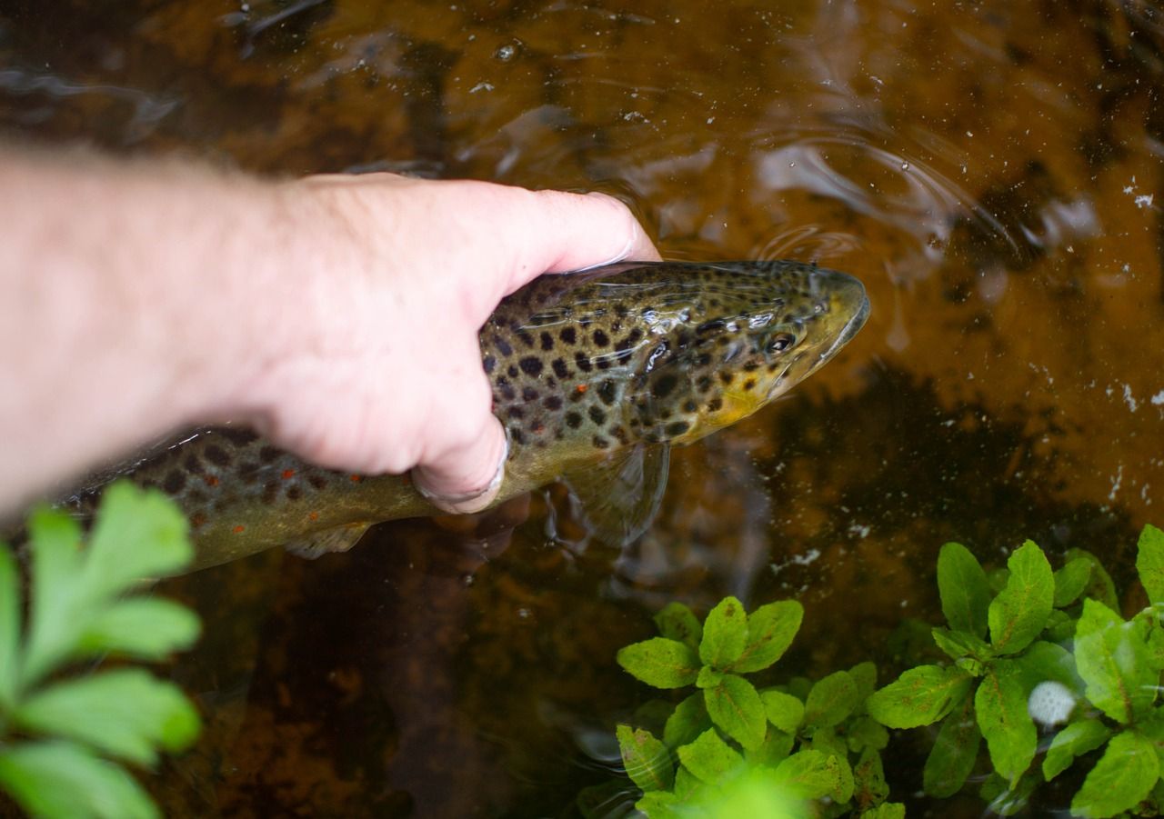 Farmer convicted of causing fish kill ordered to pay €3,500
