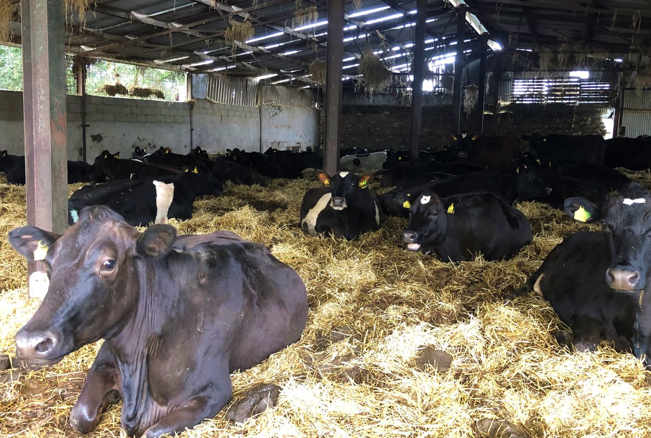 Risk of milk fever increasing as peak calving season arrives