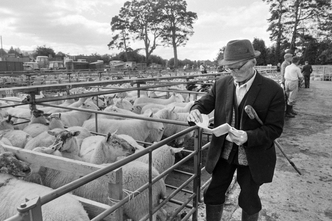 Aughrim sheep breeders revive show memories with book launch