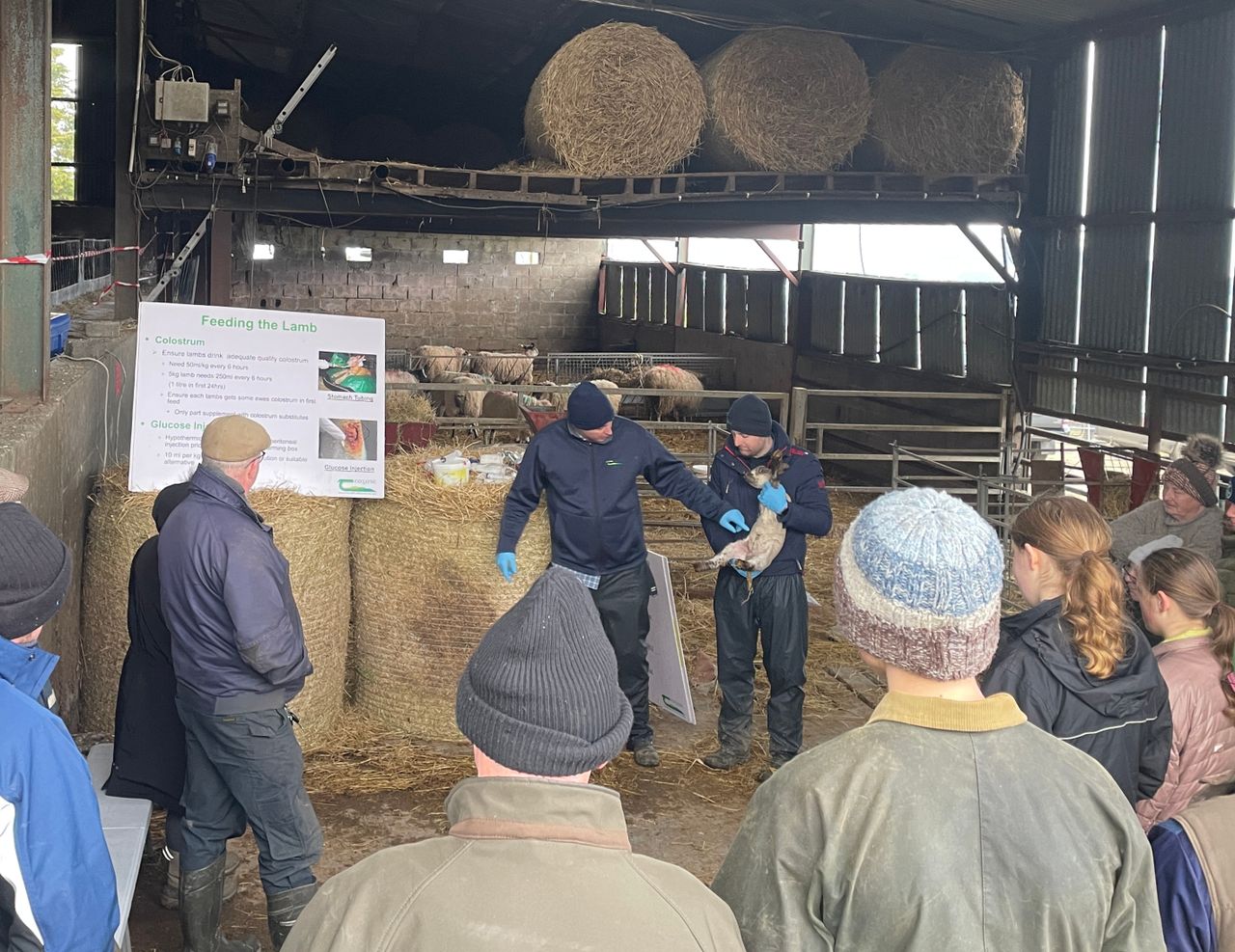 Adopting changes to improve your lambing season