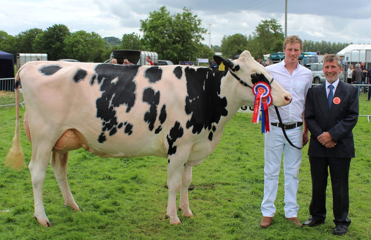 Outstanding Holstein cow sweeps the boards at Ballymena Show