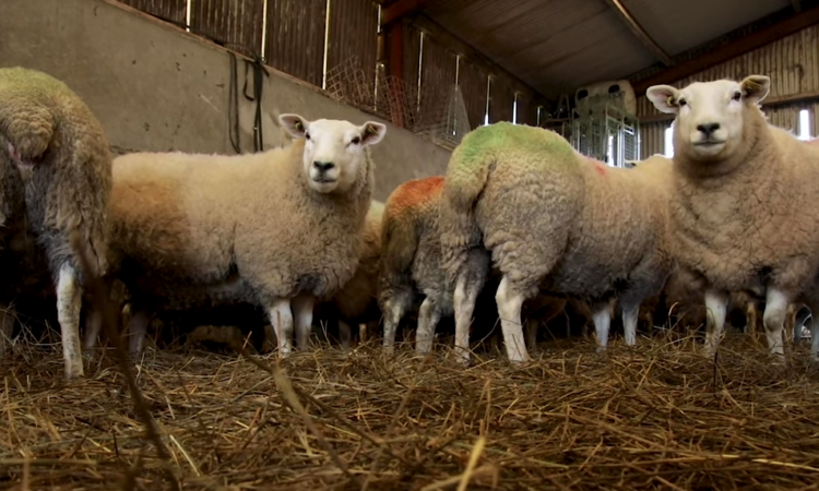'Dosing for fluke, if required, and identifying lame ewes should be a priority now'