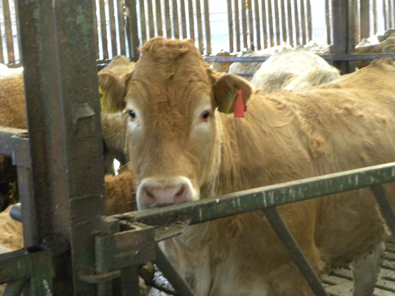 Irish live cattle exports to Britain drop by 50% in 2015 - Minister Coveney