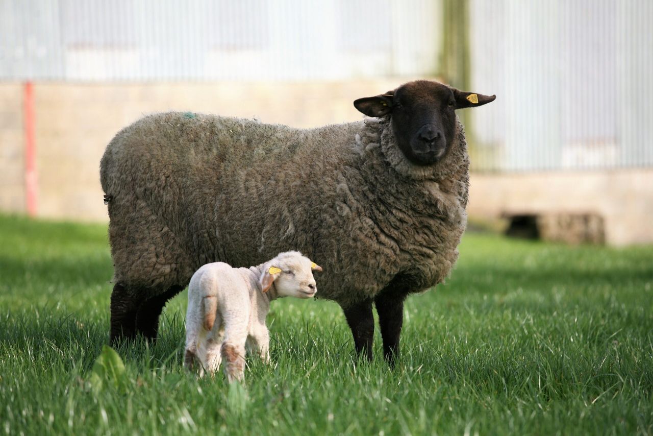 14 Schmallenberg cases suspected in Northern Ireland so far this year