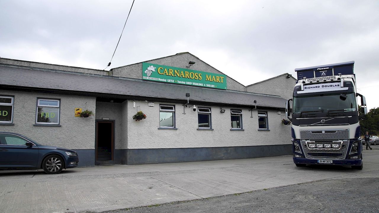Cooley Sheep Breeders' inaugural store lamb sale set for next weekend