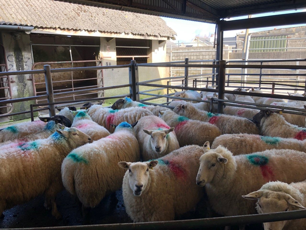 Sheep trade: Positive Easter trade sees prices move in the right direction