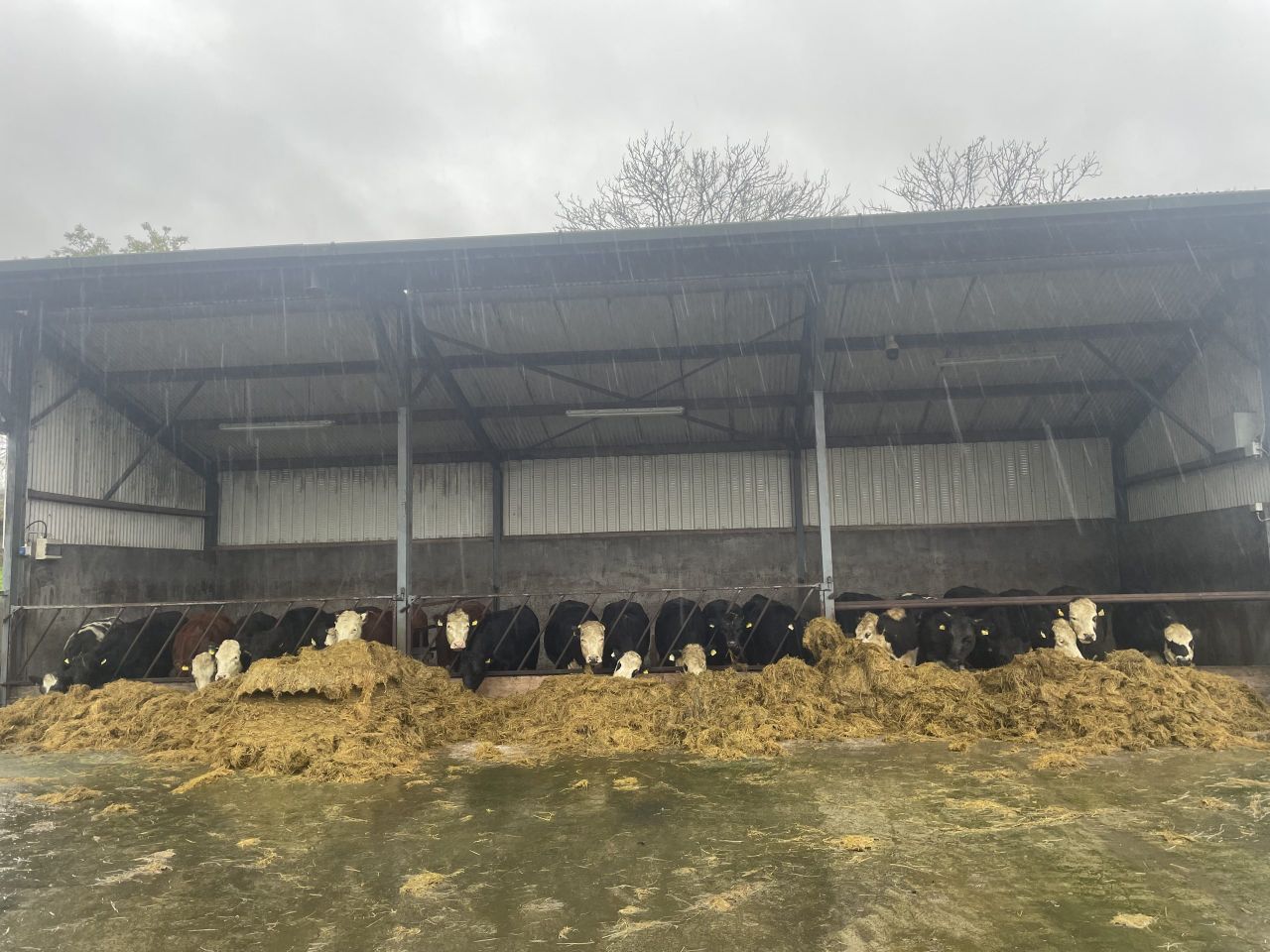 Factory quotes: Cattle prices get yet another lift this week