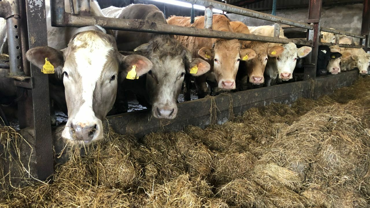 Factory quotes: Prices steady at 10c/kg above last year