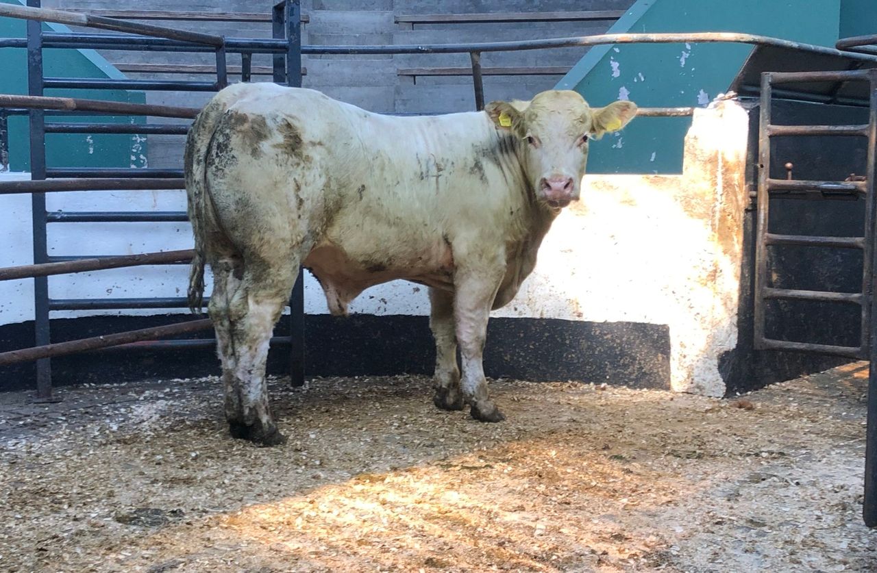 Pics and prices: Super continental bullocks hit the rings at Ballymahon Mart