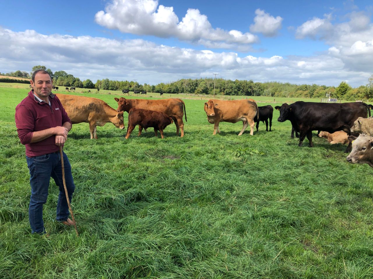 Beef Focus: Gurteen College's suckler and beef unit