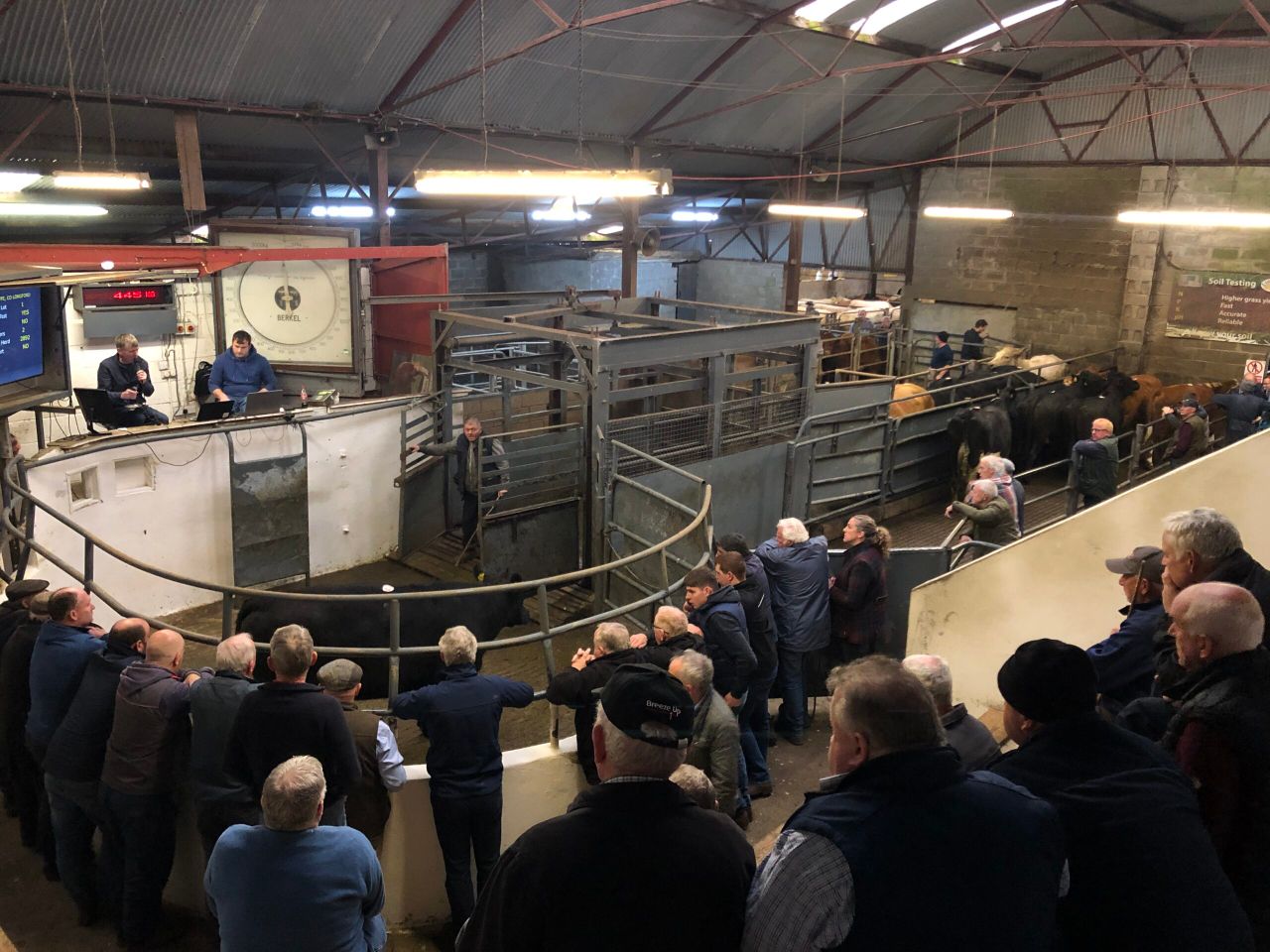 No plans to enforce 6-month pre-sale test on prime cattle - DAFM