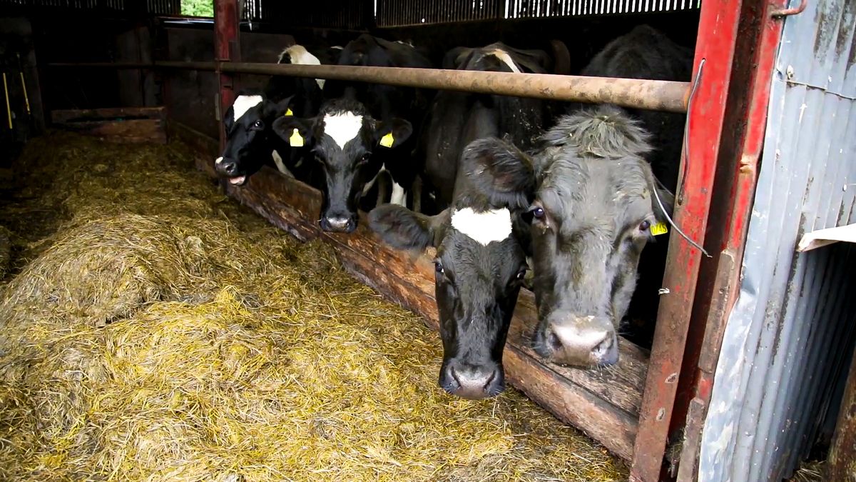 Monitoring cows for milk fever