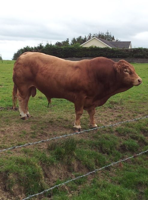 9 key tips for bull and calf management this week - Teagasc